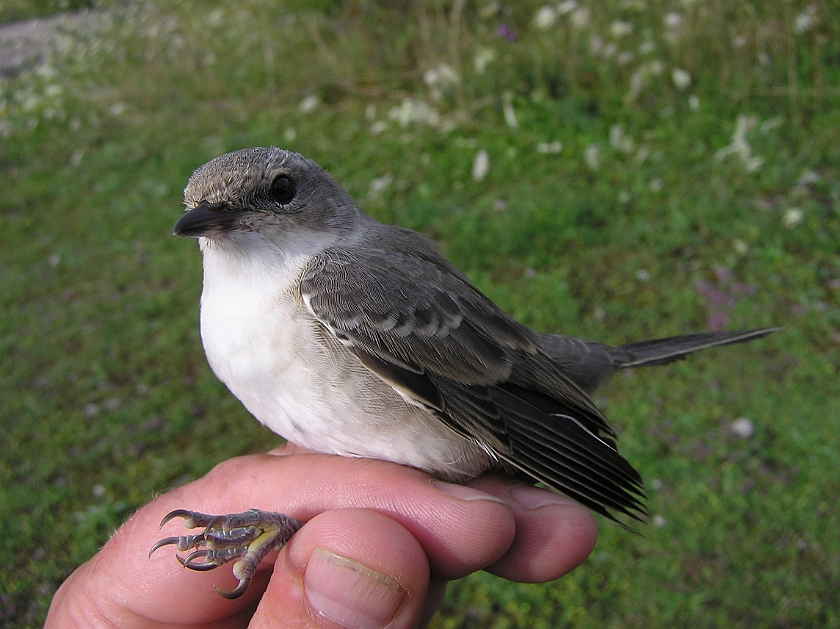 Barred Warbler, Sundre 20050726